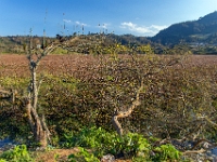 Tenango de las Flores